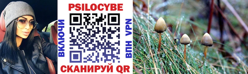 Псилоцибиновые грибы Cubensis  Карабулак 