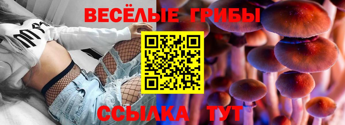 Псилоцибиновые грибы Psilocybe Карабулак